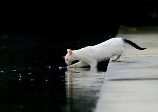 小猫捕鱼大作战教案(小猫捕鱼大作战教案反思中班)